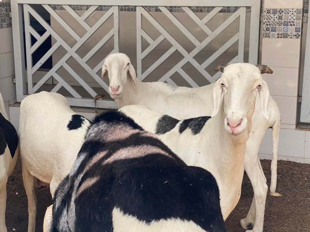 490021377_1150598046865973_4857026381312567506_n-1