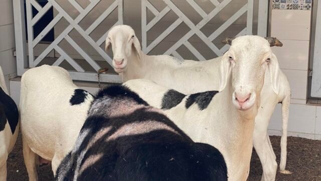 490021377_1150598046865973_4857026381312567506_n-1