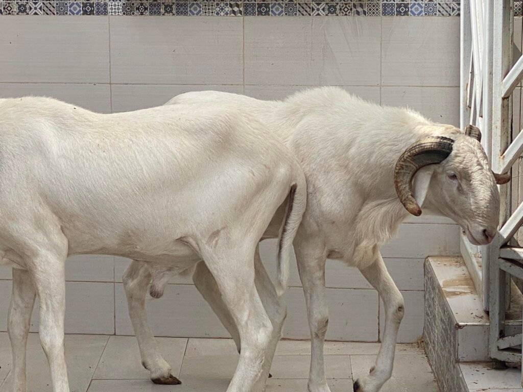 490346235_1150597776866000_2597148171787532658_n-1