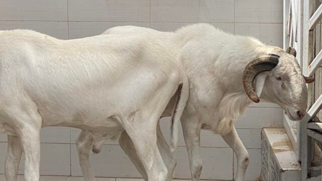 490346235_1150597776866000_2597148171787532658_n-1