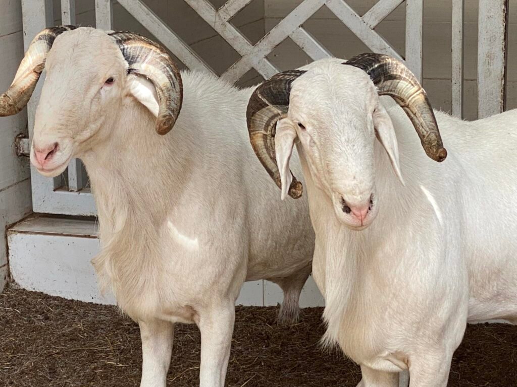 490979354_1150597950199316_3954973997592741356_n-1