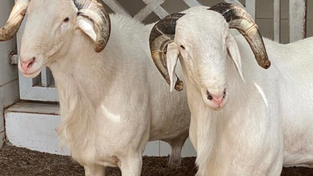 490979354_1150597950199316_3954973997592741356_n-1