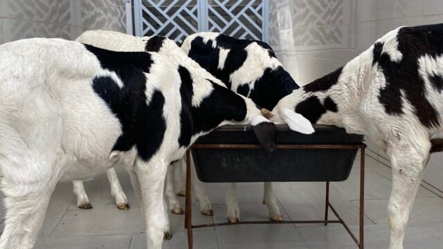 491266849_1150597926865985_4644480922899062764_n-1