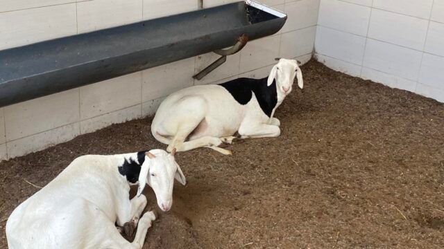 491834650_1150593310199780_915498549638966002_n-1