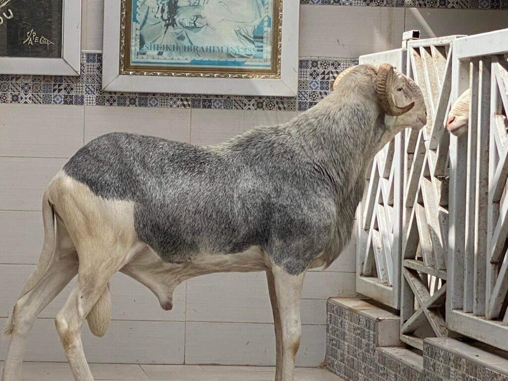 492527258_1150598156865962_7736181592218592858_n-1