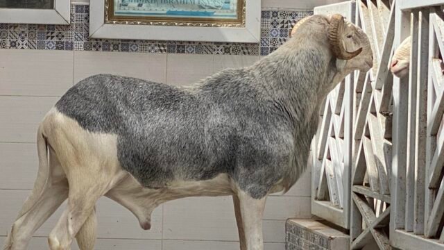 492527258_1150598156865962_7736181592218592858_n-1